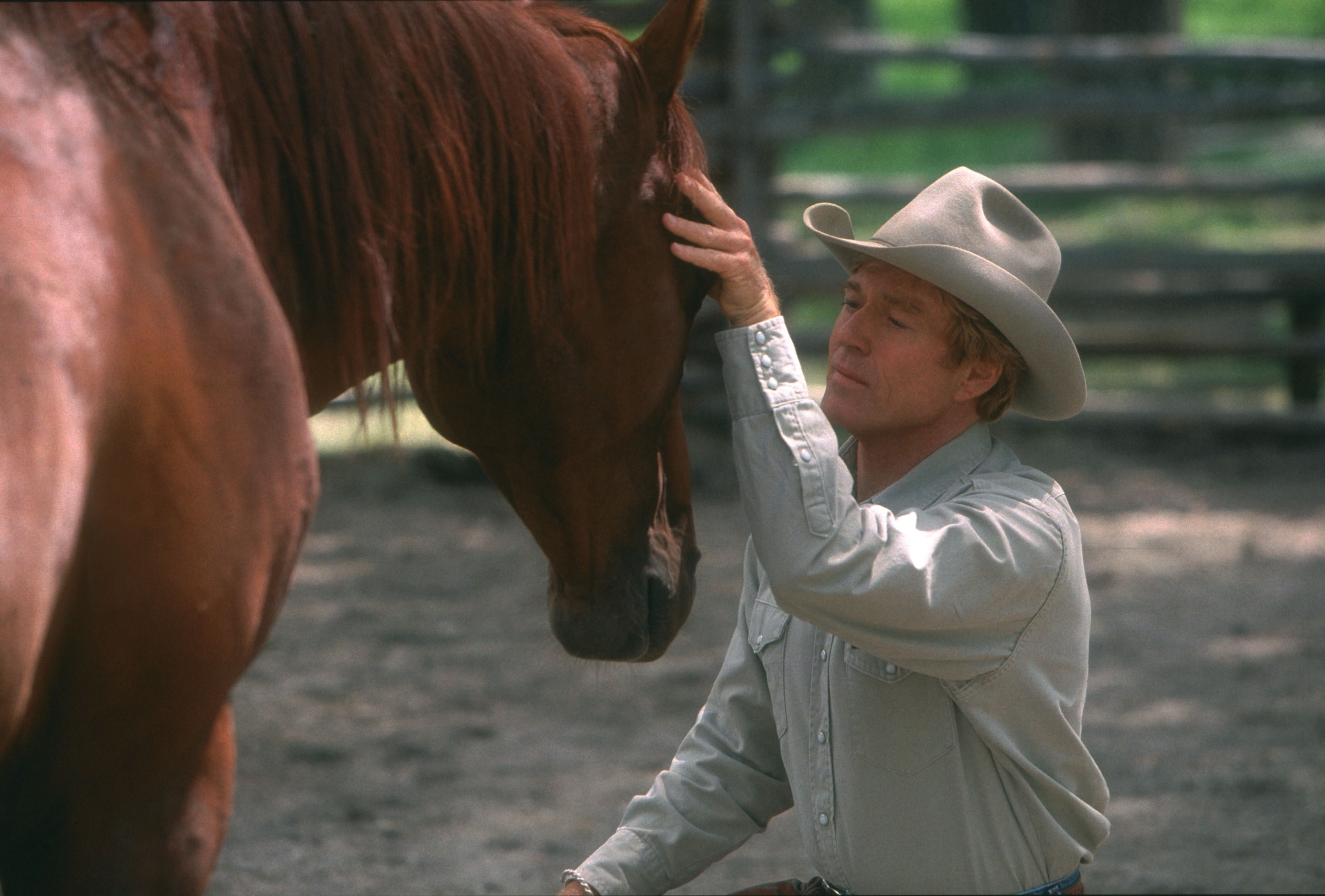 my life as horse whisperer